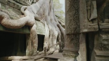 Ta Prohm Temple Bayon Style in Angkor Archeological Park - Tree Roots Over Stones, Probing Walls and Terraces Apart