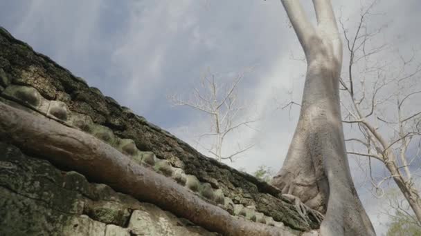 Prohm Temple Bayon Style Angkor Archeological Park Tree Roots Stones — стокове відео