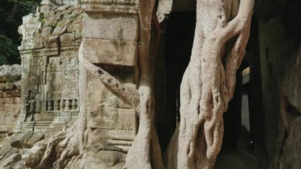Khmer Temple Som Tree Growing Atop Historical Main Gateway — Wideo stockowe