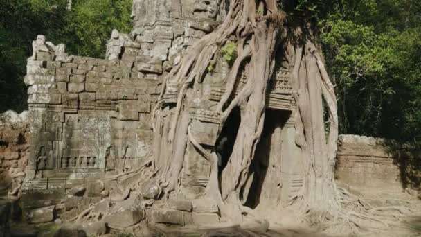 Khmer Temple Som Tree Growing Atop Historical Main Gateway — Stok video