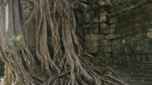 Khmer Temple Som Tree Growing Atop Historical Main Gateway — Vídeo de Stock