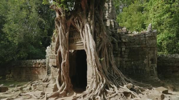 Khmer Temple Som Tree Growing Atop Historical Main Gateway — 图库视频影像