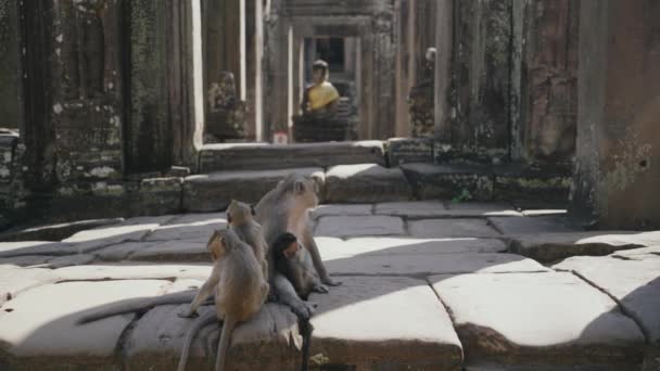 Family Monkeys Bayon Temple Angkor Wat Siem Reap Cambodia — Stockvideo