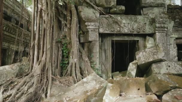 Prohm Temple Bayon Style Angkor Archeological Park Tree Roots Stones — Stock Video