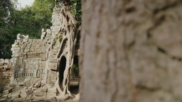Khmer Temple Som Tree Growing Atop Historical Main Gateway — стоковое видео