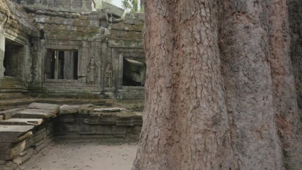 Prohm Temple Bayon Style Angkor Archeological Park Tree Roots Stones — Wideo stockowe