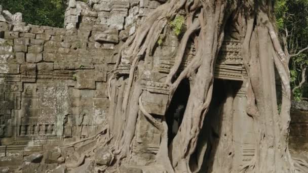 Khmer Temple Som Tree Growing Atop Historical Main Gateway — Video Stock