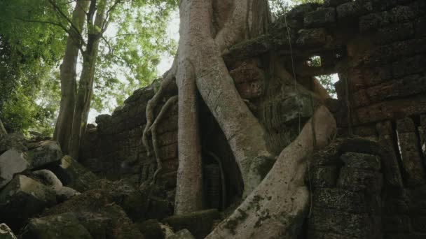 Prohm Temple Bayon Style Angkor Archeological Park Tree Roots Stones — Stock video