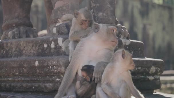 Familie Maimuțe Templul Bayon Angkor Wat Din Siem Reap Cambodgia — Videoclip de stoc