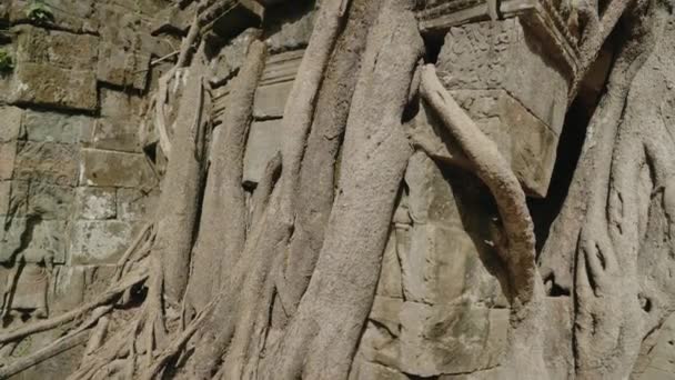 Khmer Temple Som Tree Growing Atop Historical Main Gateway — Αρχείο Βίντεο