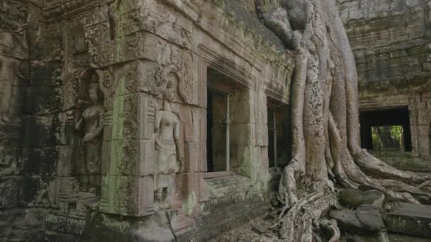 Prohm Temple Bayon Style Angkor Archeological Park Tree Roots Stones — Video Stock