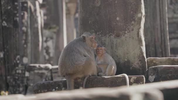 Family Monkeys Bayon Temple Angkor Wat Siem Reap Cambodia — стоковое видео