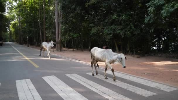 Two Skinny White Cows Running Road Angkor Wat Acheological Park — Stock video