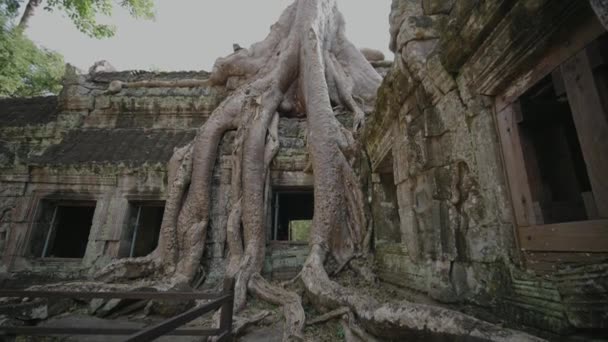 Prohm Temple Bayon Style Angkor Archeological Park Tree Roots Stones — Stockvideo