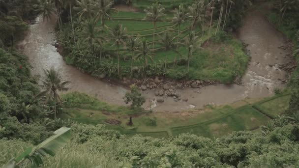 ウブドのSayan Pointからの緑豊かなジャングル 田んぼの息をのむような景色バリ — ストック動画