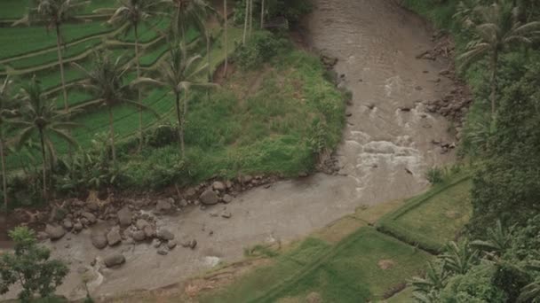 Vue Imprenable Sur Green Lush Jungle River Ricefield Depuis Sayan — Video