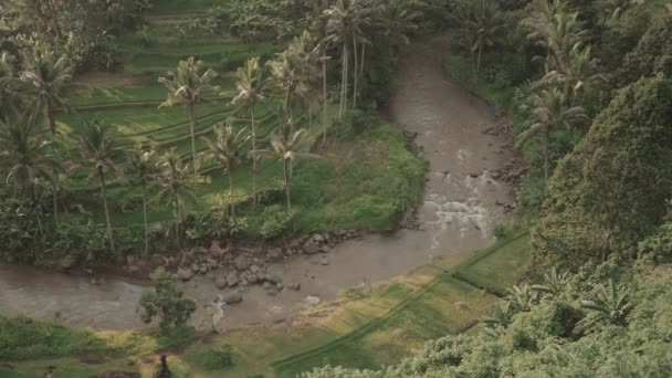 Lélegzetelállító Kilátás Zöld Buja Dzsungelre Folyóra Ricefieldre Ubud Bali Sayan — Stock videók