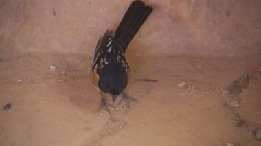 Benekli Towhee, Batı 'nın güneşte kavrulmuş büyük, çarpıcı serçesi - Siyah Kahverengi Beyaz Kuş