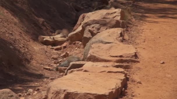 North American Rock Squirrels Grand Canyon National Park Arizona Usa — Stock Video
