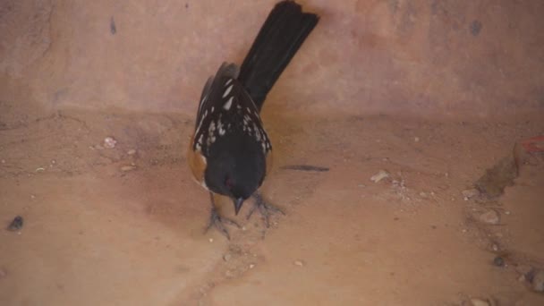 Spotted Towhee Large Striking Sparrow Sun Baked Thickets West Black — Stock Video