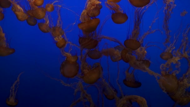 Las Medusas Gigantes Jalea Ortiga Del Mar Negro Fondo Azul — Vídeo de stock