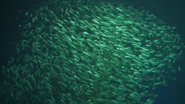 Millió Örvénylő School Fish Deep Water Háttér Lassú Mozgás — Stock videók