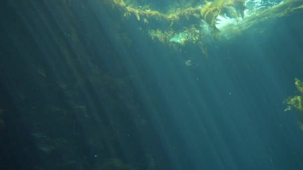 Million Swirling School Fish Deep Water Ιστορικό Αργή Κίνηση — Αρχείο Βίντεο