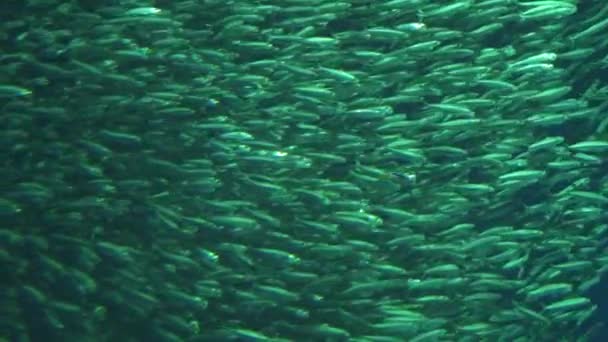 Miljoner Virvlande Skola Fisk Djupt Vatten Bakgrund Slow Motion — Stockvideo