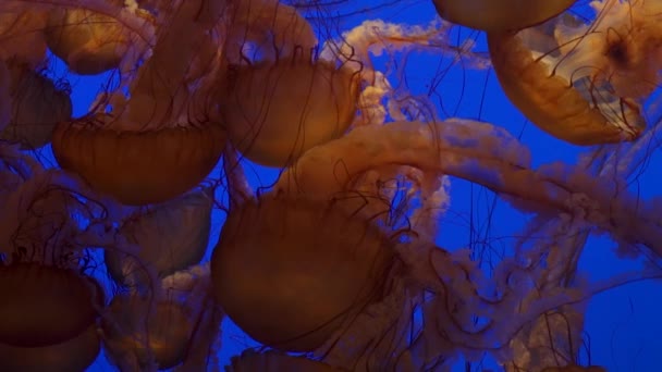 Las Medusas Gigantes Jalea Ortiga Del Mar Negro Fondo Azul — Vídeo de stock