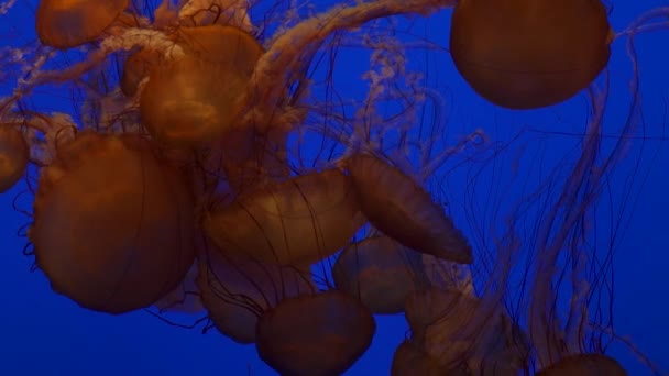 深蓝色海水中的黑海荨麻巨藻果冻水母看起来非常美丽的背景 — 图库视频影像