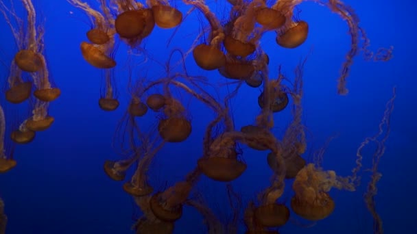 Las Medusas Gigantes Jalea Ortiga Del Mar Negro Fondo Azul — Vídeos de Stock
