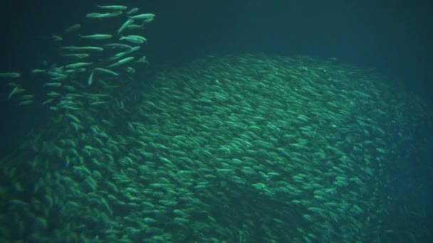 深い水の背景の遅い動きの百万の水泳の魚の学校 — ストック動画