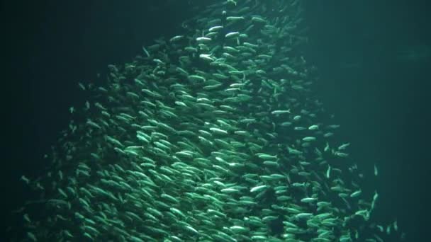 Milioni Swirling Scuola Pesce Acque Profonde Slow Motion — Video Stock