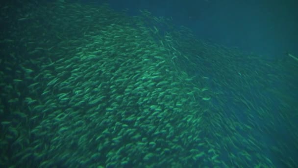 Million Swirling School Fish Deep Water Background Slow Motion — Stock Video