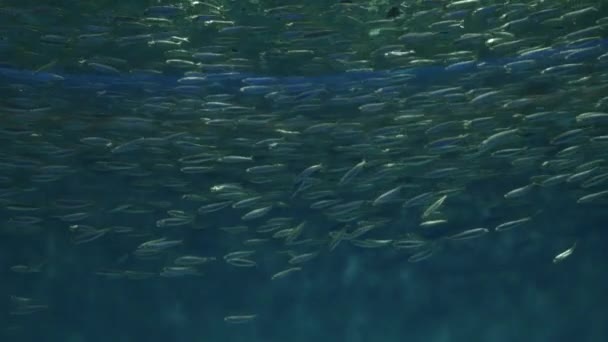 Milhões Redemoinho Escola Peixes Fundo Águas Profundas Lento Movimento — Vídeo de Stock