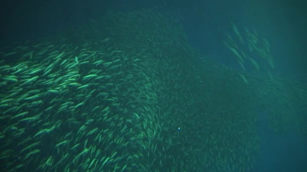 深海背景下百万条回旋鱼类群慢动作 — 图库视频影像