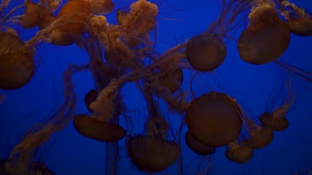 Karadeniz Lsırganı Derin Mavi Sudaki Dev Denizanası Çok Güzel Görünüyor — Stok video