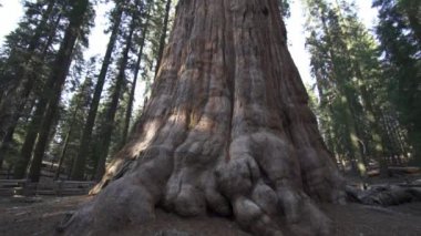 General Sherman Devasa Ağacı (Sequoiadendron Giganteum) Sequoia Ulusal Parkı ABD 'deki Dünya üzerindeki bilinen en büyük Yaşayan Kök Ağacı