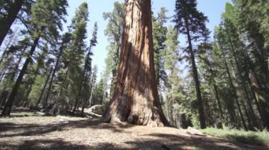 General Sherman Devasa Ağacı (Sequoiadendron Giganteum) Sequoia Ulusal Parkı ABD 'deki Dünya üzerindeki bilinen en büyük Yaşayan Kök Ağacı