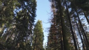 Sequoia Ormanı Ulusal Parkı 'ndaki Çok Uzun Ağaçlar Altında Sürüş - Beyaz Firavun, Şeker Çamı, Tütsü Sedir, Kızıl Firavun ve Ponderosa Çamı