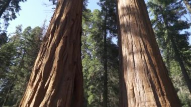 General Sherman Devasa Ağacı (Sequoiadendron Giganteum) Sequoia Ulusal Parkı ABD 'deki Dünya üzerindeki bilinen en büyük Yaşayan Kök Ağacı