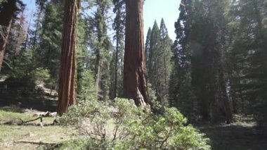 General Sherman Devasa Ağacı (Sequoiadendron Giganteum) Sequoia Ulusal Parkı ABD 'deki Dünya üzerindeki bilinen en büyük Yaşayan Kök Ağacı