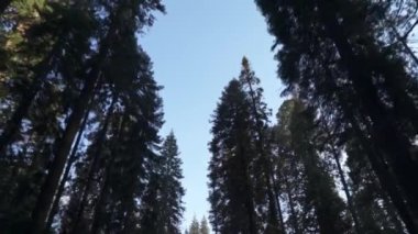 Sequoia Ormanı Ulusal Parkı 'ndaki Çok Uzun Ağaçlar Altında Sürüş - Beyaz Firavun, Şeker Çamı, Tütsü Sedir, Kızıl Firavun ve Ponderosa Çamı