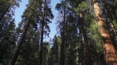 Sequoia Ormanı Ulusal Parkı 'ndaki Çok Uzun Ağaçlar Altında Sürüş - Beyaz Firavun, Şeker Çamı, Tütsü Sedir, Kızıl Firavun ve Ponderosa Çamı