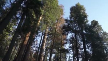 Sequoia Ormanı Ulusal Parkı 'ndaki Çok Uzun Ağaçlar Altında Sürüş - Beyaz Firavun, Şeker Çamı, Tütsü Sedir, Kızıl Firavun ve Ponderosa Çamı