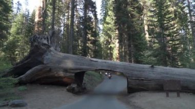 Tünel günlüğü, Sequoia Ulusal Parkı 'ndaki Dev Orman bölgesinde Moro Rock Crescent Meadow Yolu' nda.