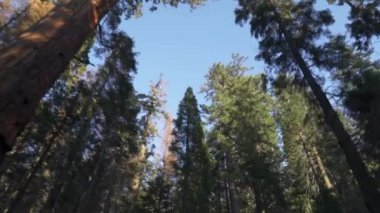 Sequoia Ormanı Ulusal Parkı 'ndaki Çok Uzun Ağaçlar Altında Sürüş - Beyaz Firavun, Şeker Çamı, Tütsü Sedir, Kızıl Firavun ve Ponderosa Çamı