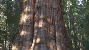 General Sherman Devasa Ağacı (Sequoiadendron Giganteum) Sequoia Ulusal Parkı ABD 'deki Dünya üzerindeki bilinen en büyük Yaşayan Kök Ağacı