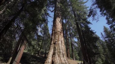 General Sherman Devasa Ağacı (Sequoiadendron Giganteum) Sequoia Ulusal Parkı ABD 'deki Dünya üzerindeki bilinen en büyük Yaşayan Kök Ağacı