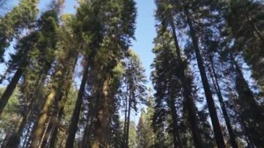 Sequoia Ormanı Ulusal Parkı 'ndaki Çok Uzun Ağaçlar Altında Sürüş - Beyaz Firavun, Şeker Çamı, Tütsü Sedir, Kızıl Firavun ve Ponderosa Çamı